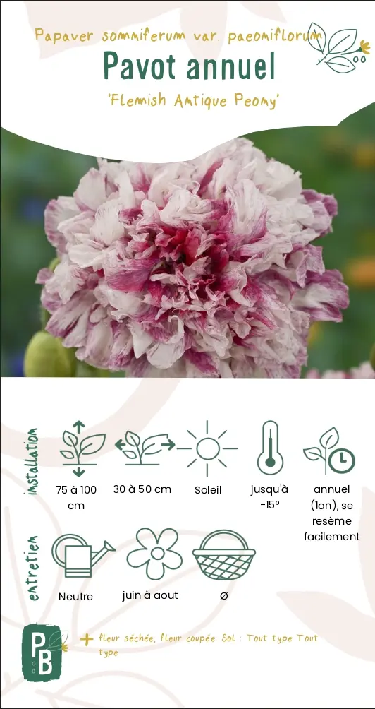 Pavot annuel 'Flemish antique peony' (G9)