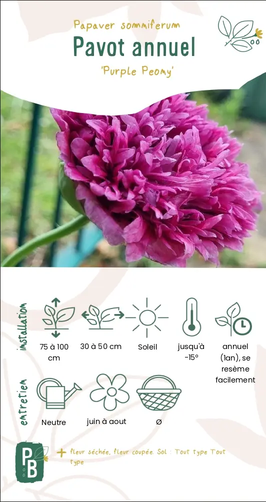 Pavot annuel 'purple peony' (G9)