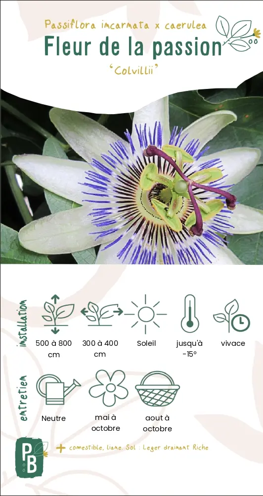 Passiflore 'Colvilii'