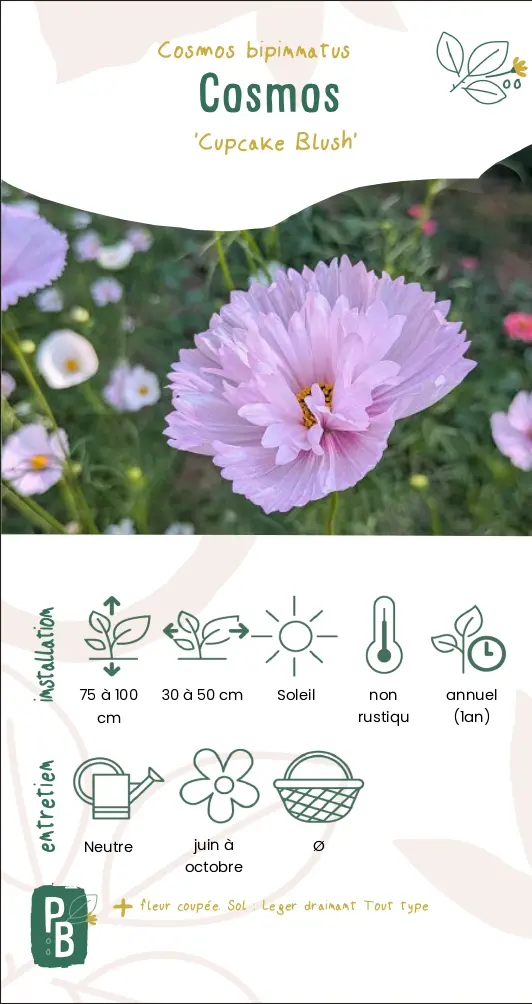 Cosmos 'Cupcake blush'