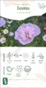 Cosmos 'Cupcake blush'