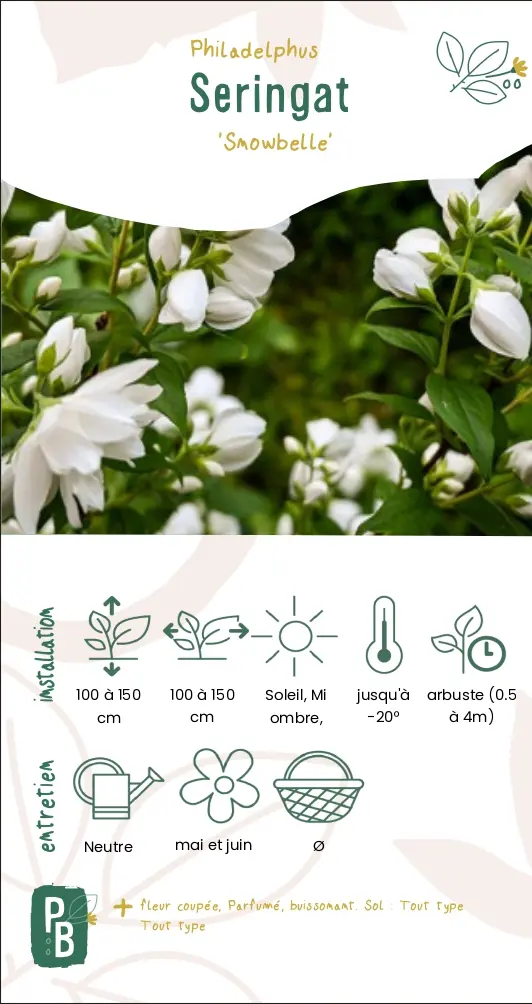 Seringat 'snowbelle'