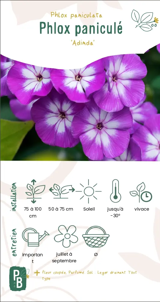 Phlox paniculé 'Adinda'