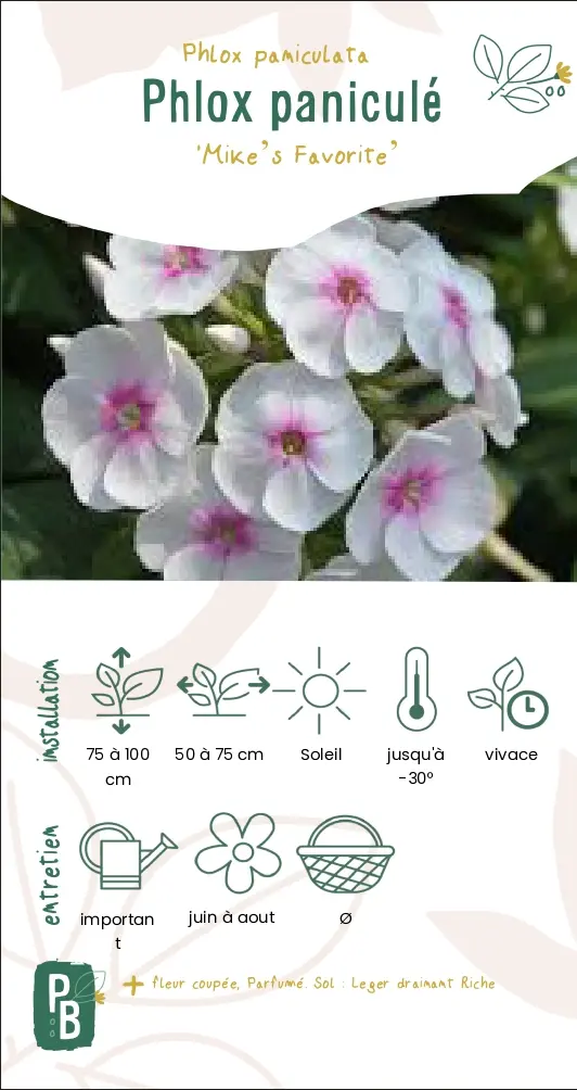 Phlox paniculé 'Mike's favorite'
