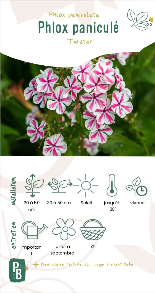 Phlox paniculé 'Twister'