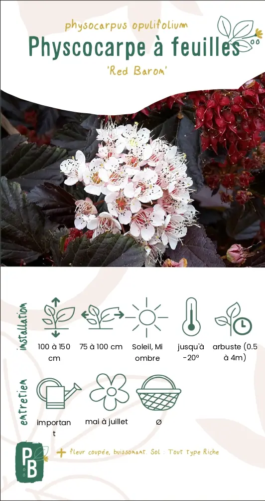 Physocarpe à feuille d'obier 'Red baron'