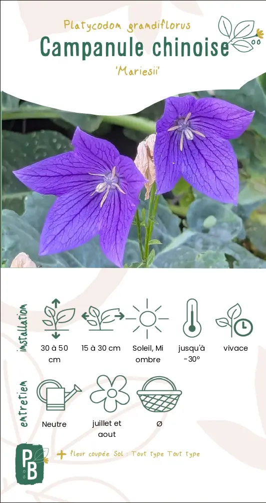 Campanule Chinoise 'Mariesii'