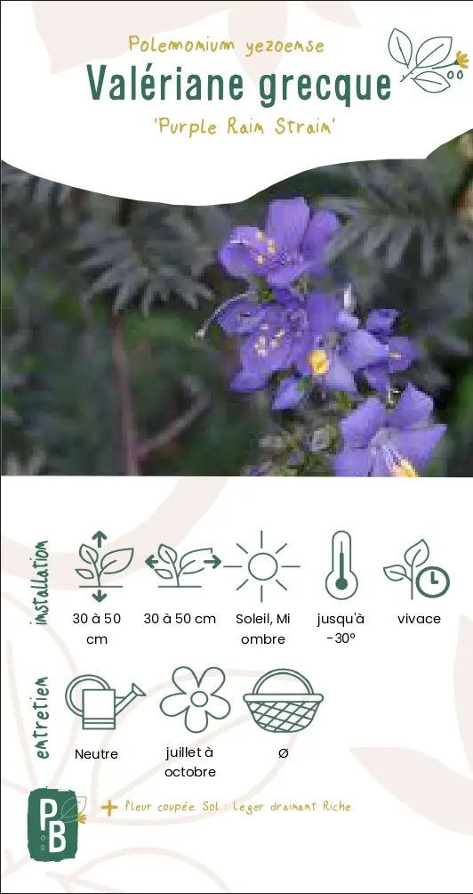 Valériane Grecque 'purple rain strain'