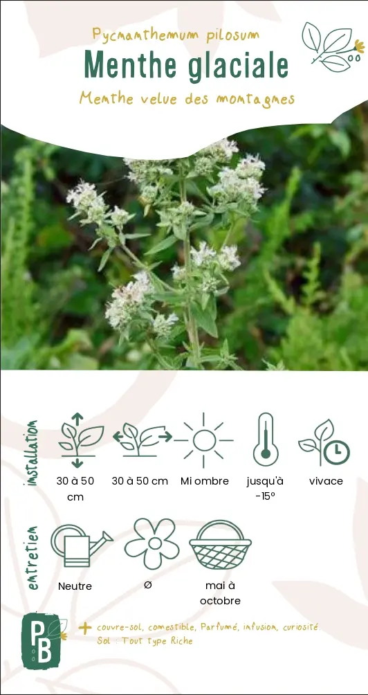 Menthe glaciale (G9)
