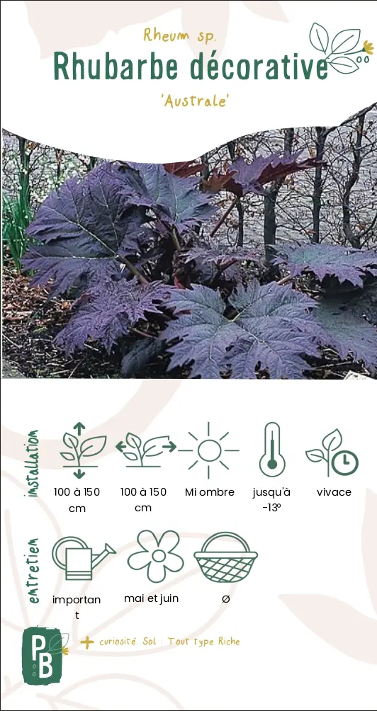 Rhubarbe décorative 'Australe'