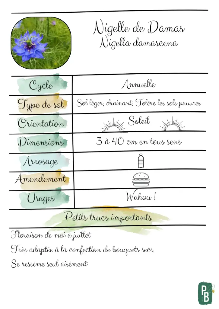 Nigelles de Damas
