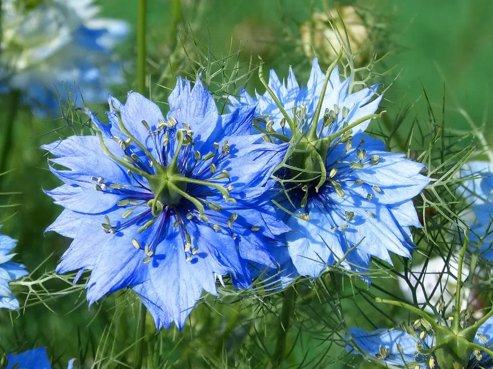 Nigelles de Damas