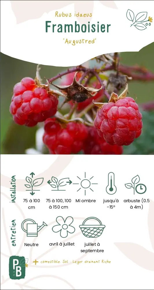 Framboisier 'Augustred' (1L)