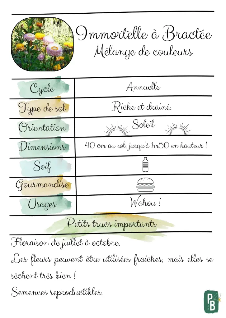 Immortelle à Bractée