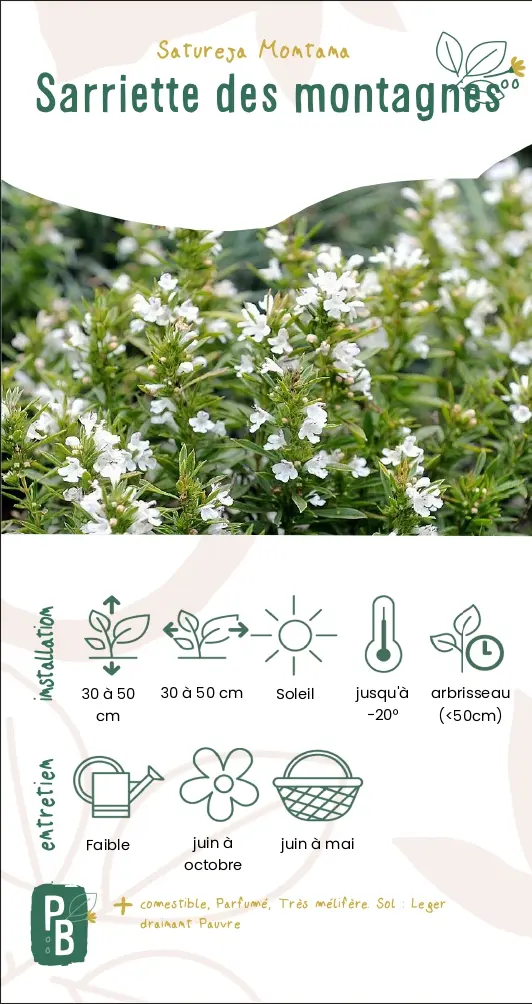 Sarriette des montagnes 'citriodora'