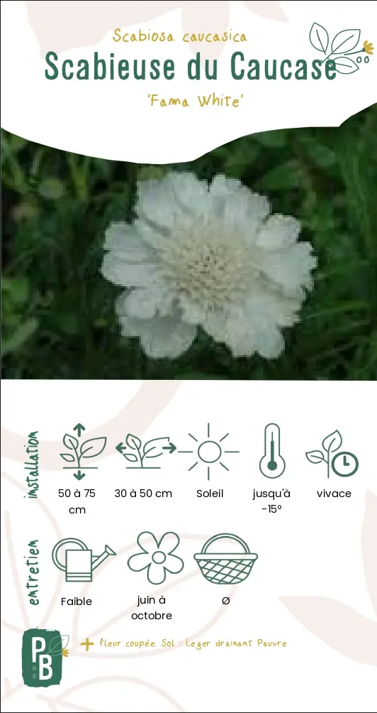 Scabieuse fama blanche (G9)