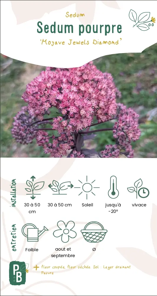 Sedum pourpre 'Mojace jewels diamond'