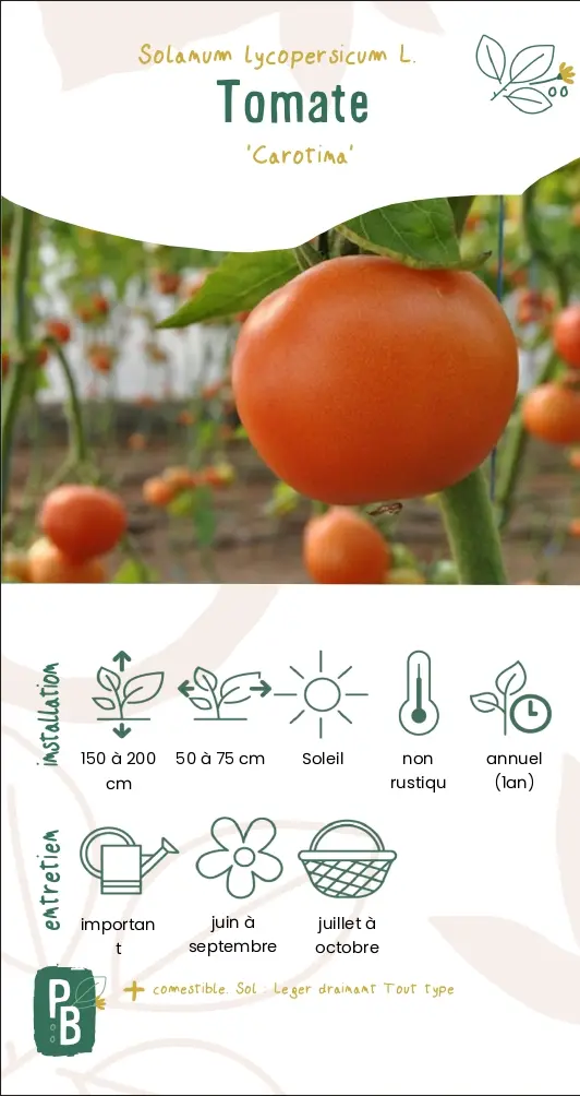 Tomate 'Carotina'