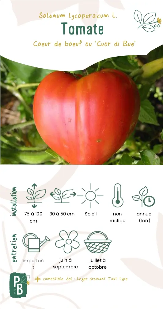 Tomate 'Coeur de boeuf'