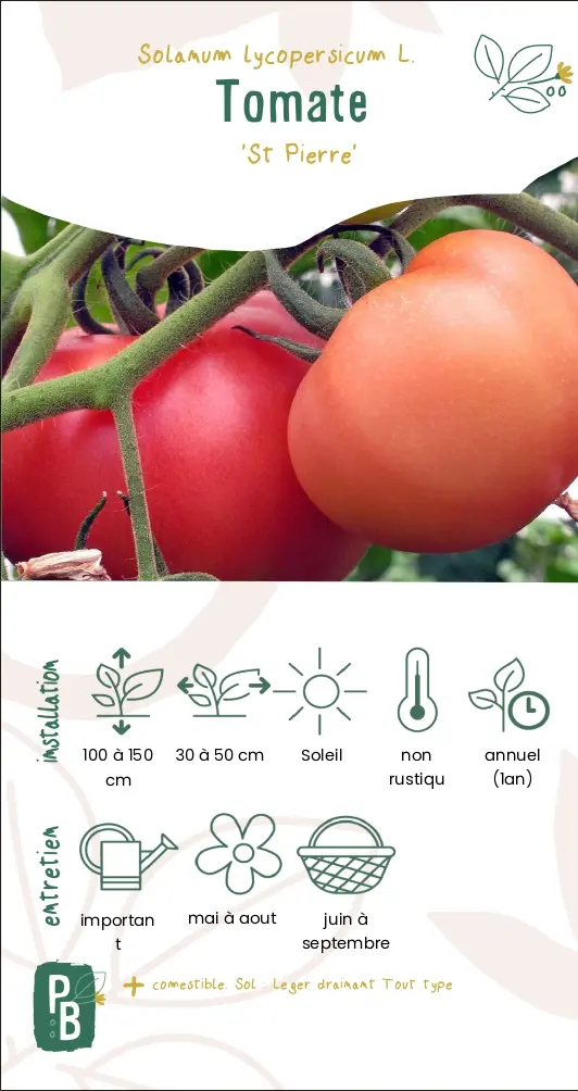 Tomate 'Saint Pierre'