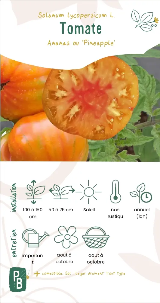 Tomate 'Joyau d'oaxaca'