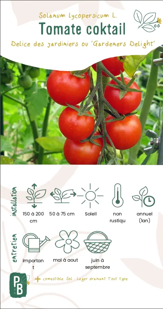 Tomate cocktail 'Délice des jardiniers'