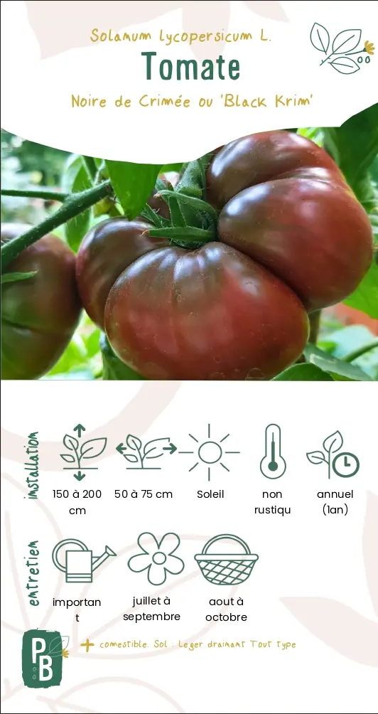Tomate 'Noire de Crimée'