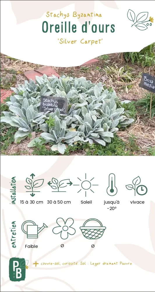 Oreille d'ours 'Silver carpet'