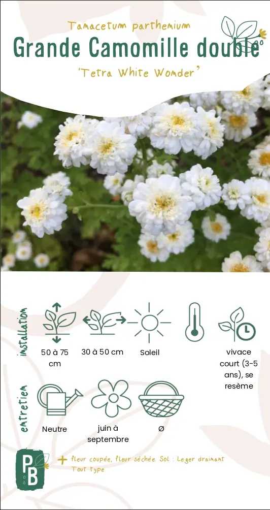 Grande camomille double 'Tetra white wonder' (G9)