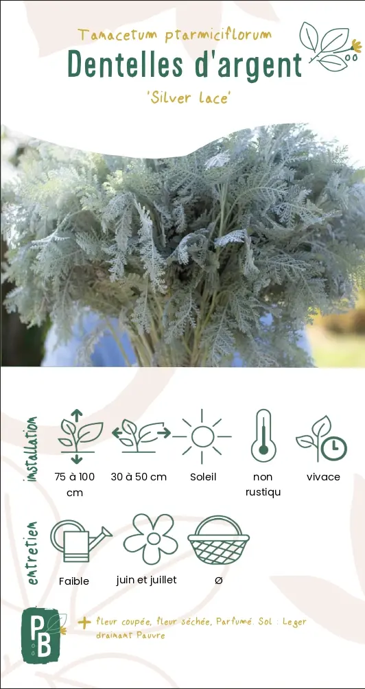 Dentelles d'argent 'Silver lace'
