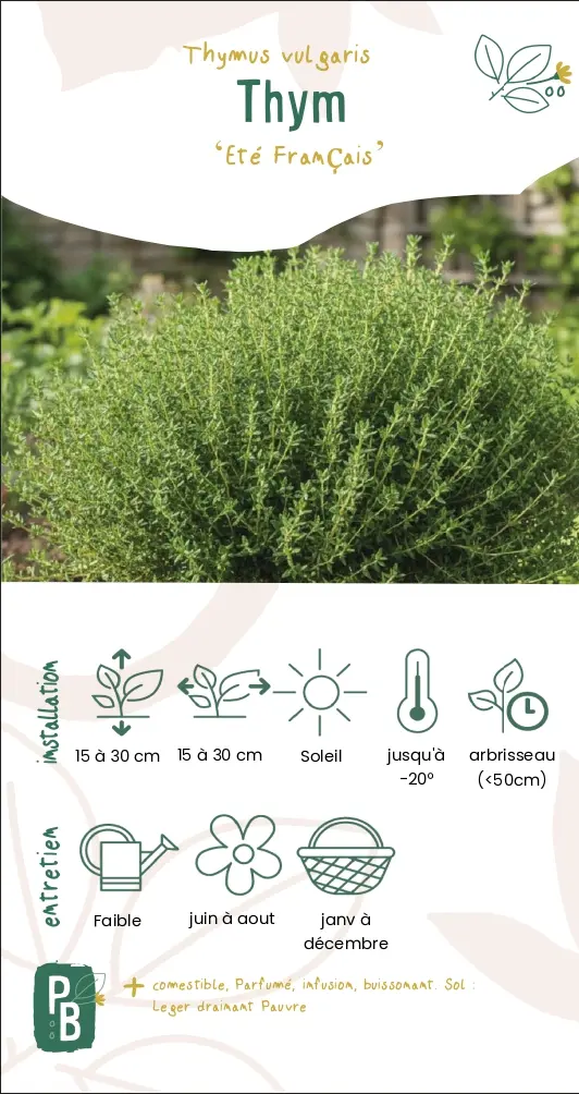 Thym 'Eté Français'