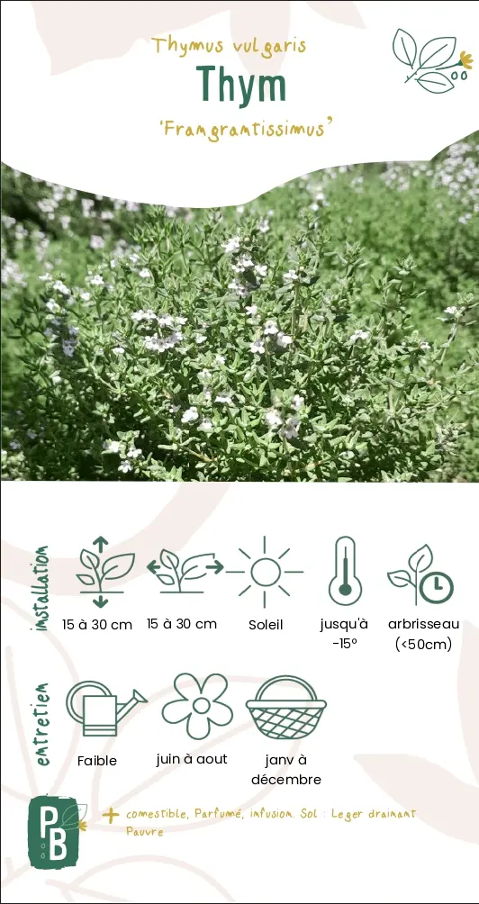 Thym 'Fragrantissimus'