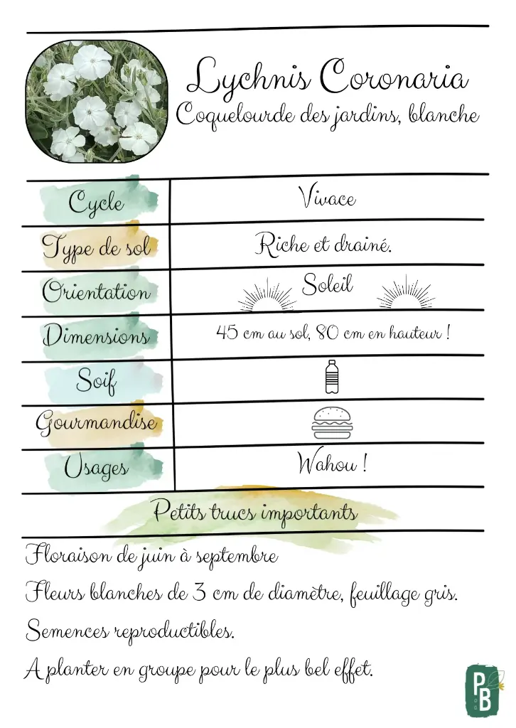 Coquelourde des jardins, blanche