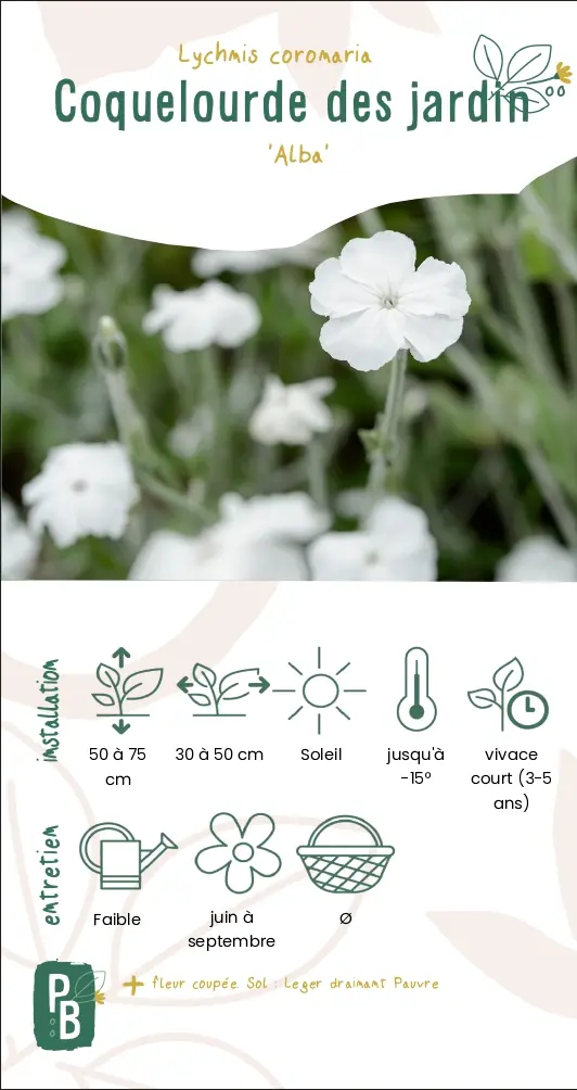 Coquelourde des jardins, blanche