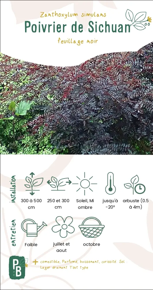 Poivrier de Sichuan à feuilles noires (1L)