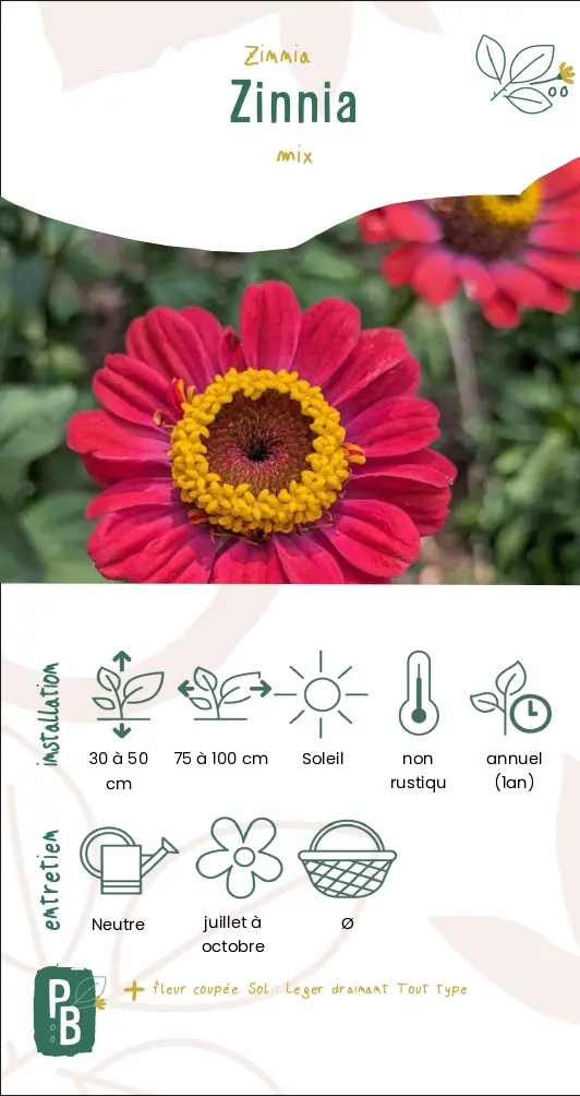 Zinnia mix