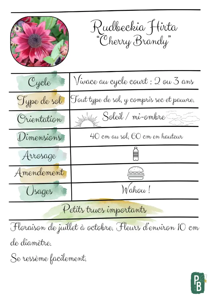 Rudbeckia Hirta "Cherry Brandy"