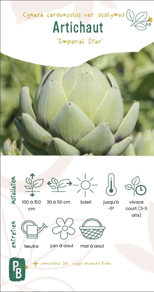 Artichaut, variété Impérial Star