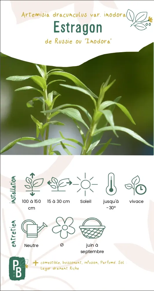 Estragon de Russie