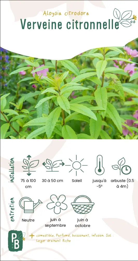 Verveine citronnelle