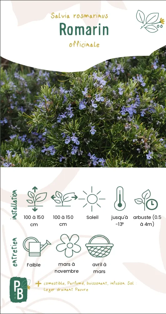 Romarin