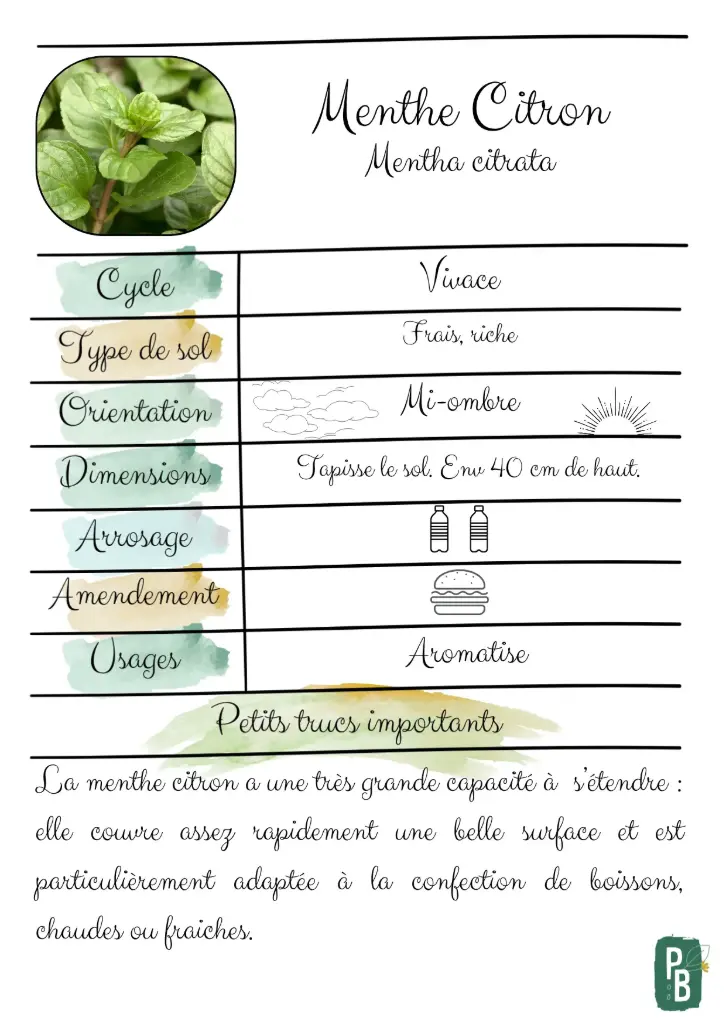 Menthe citron