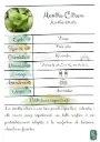 Menthe citron