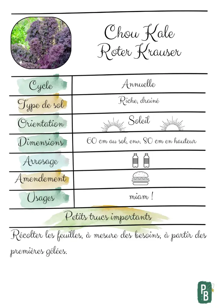 Chou Kale