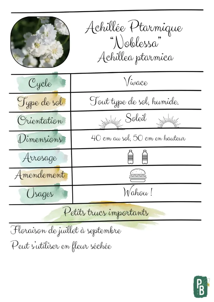 Achillée Ptarmique