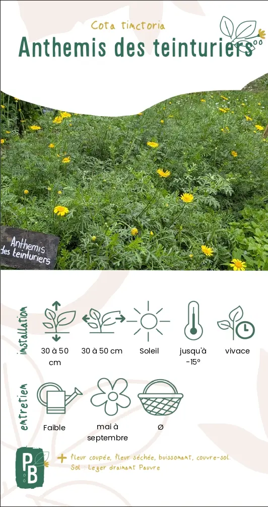 Anthémis des teinturiers