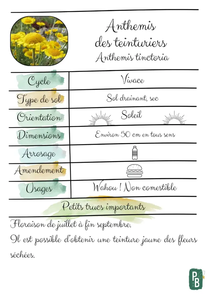 Anthémis des teinturiers