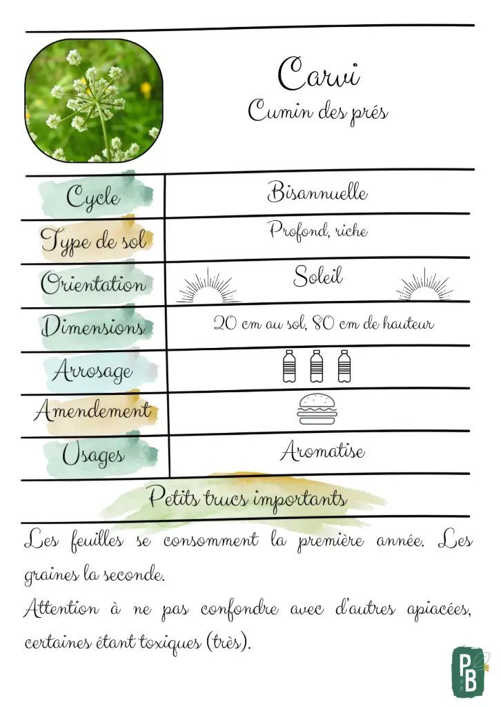 Carvi