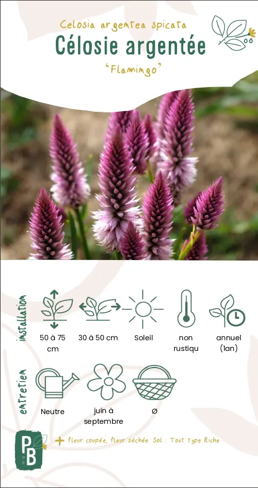Célosie Argentée 'Flamingo'