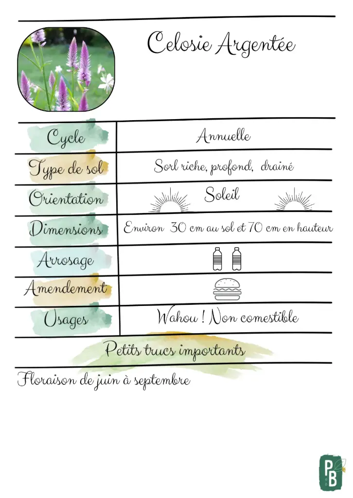 Célosie Argentée